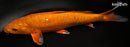 9.25" DOITSU METALLIC CHAGOI