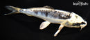 6.5" KIKOKURYU