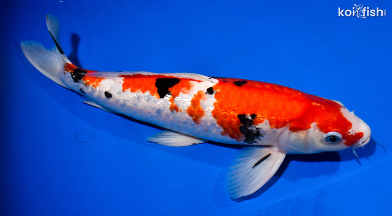 14.75" GINRIN SANKE