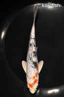 6.25" HEISEI NISHIKI
