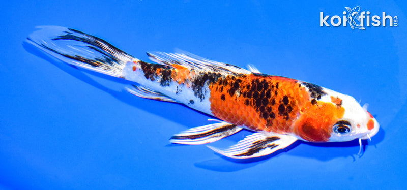 6.75" YAMATO NISHIKI BUTTERFLY