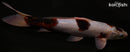 13.5" GOROMO