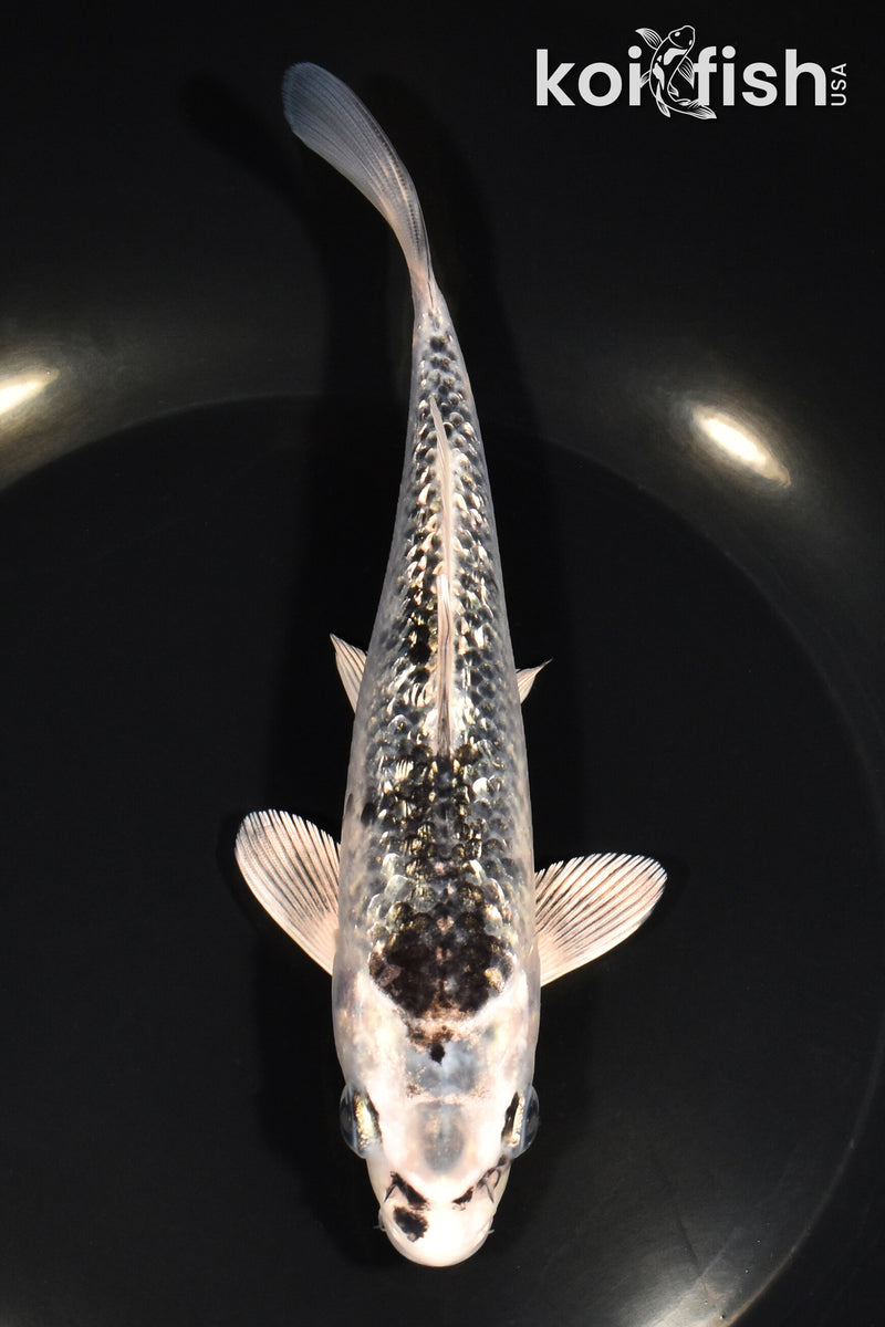 6.75" GINRIN GINGA