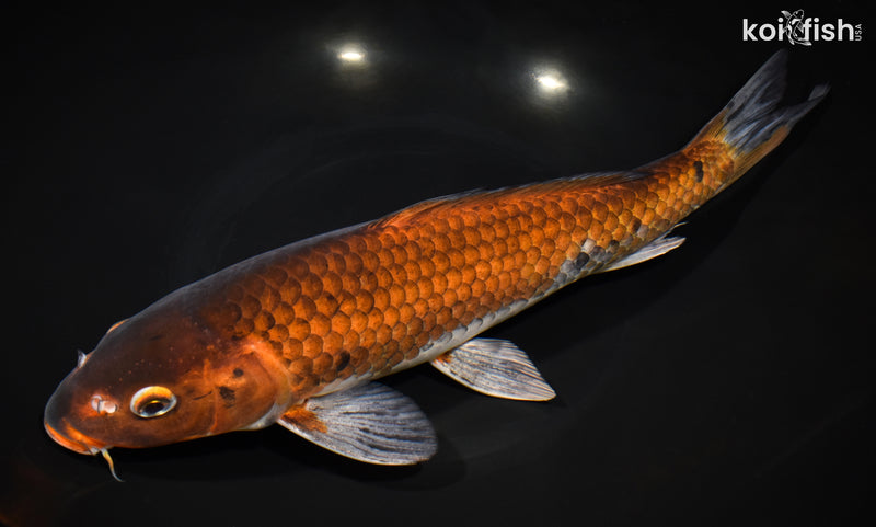 12.25" OCHIBA SHIGURE