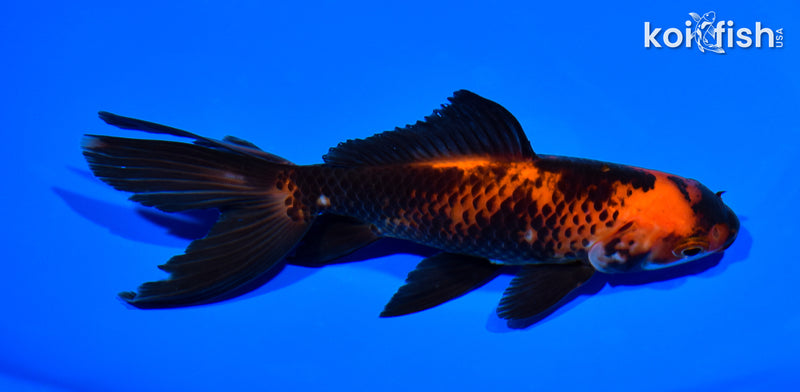 5.5" WATONAI GOLDFISH