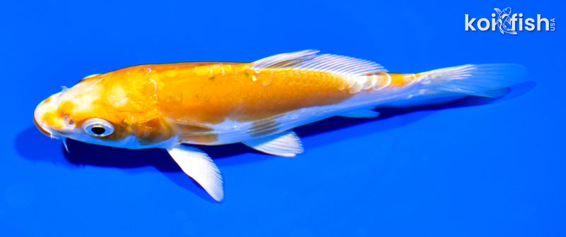 5.25" DOITSU LEMON HARIWAKE