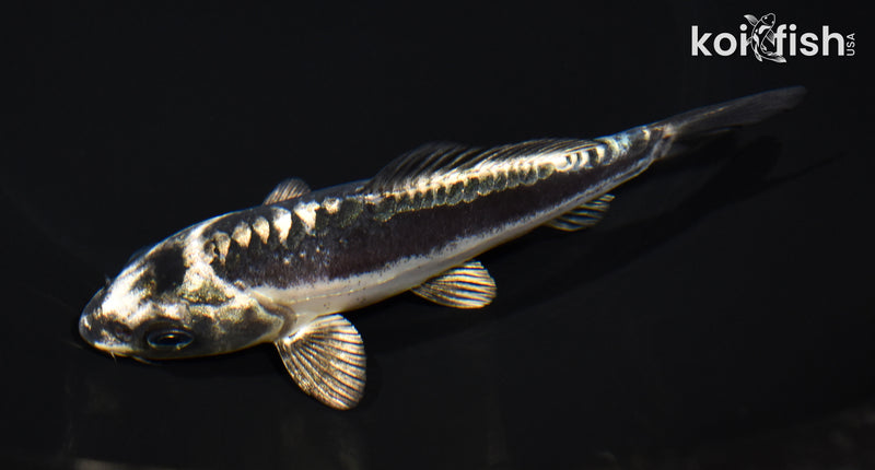 5.5" KIKOKURYU