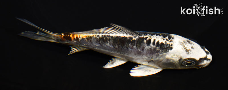 5.25" BENI KIKOKURYU