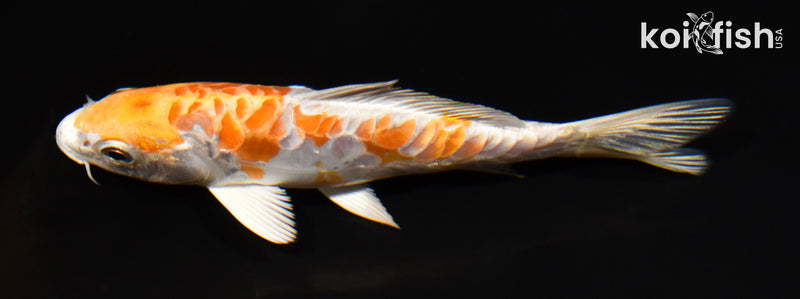 5.25" DOITSU HARIWAKE