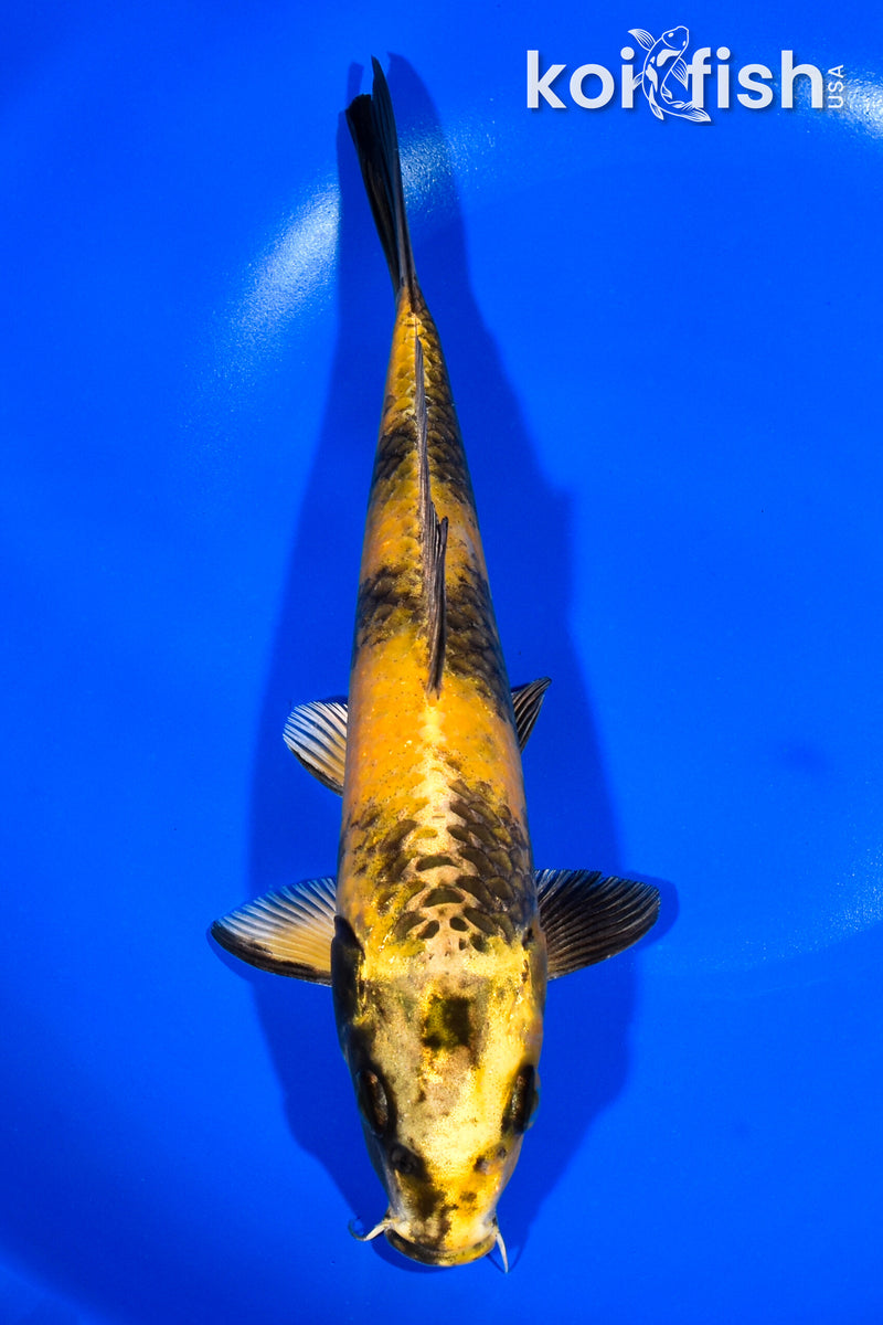 8.5" KIN KI UTSURI
