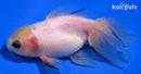 4.75" ORANDA GOLDFISH
