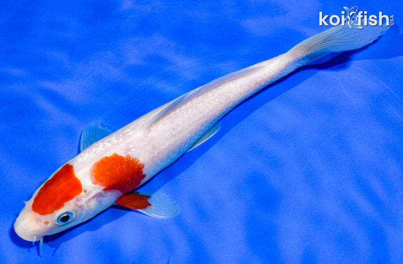 7" KOHAKU