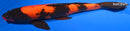13.25" HI UTSURI