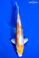 6.5" KIKUSUI