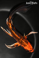 9.5" ORENJI MATSUBA BUTTERFLY