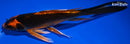 7.5" KIN ORENJI MATSUBA BUTTERFLY