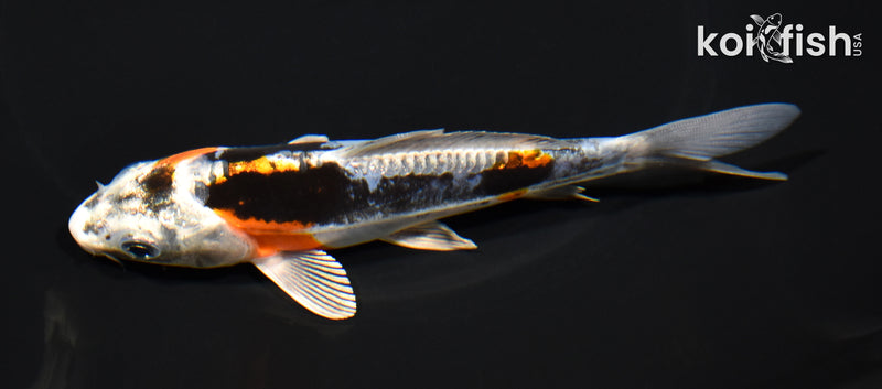 5.5" GINRIN BENI KIKOKURYU