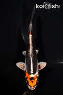 5.75" BENI KIKOKURYU
