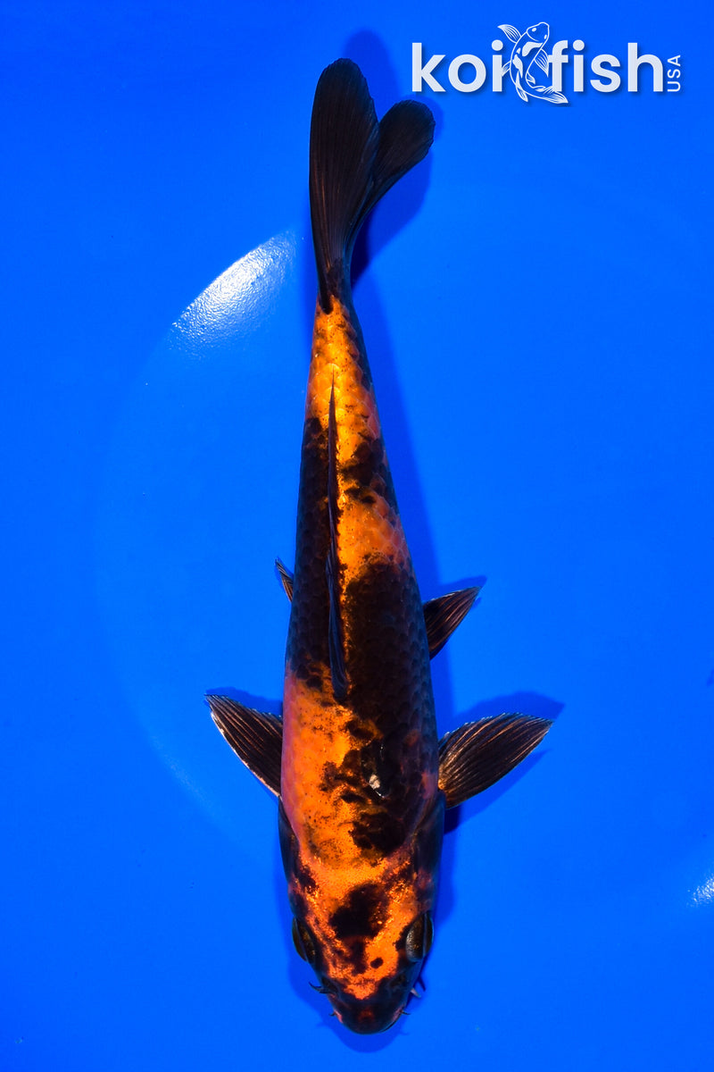 7.5" HI UTSURI