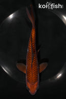 7" CHAGOI