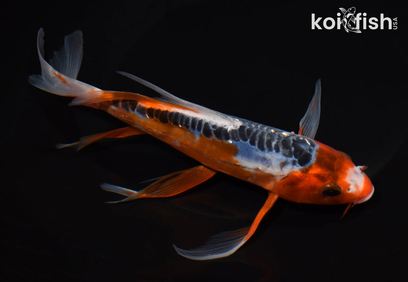 8.5" HI SHUSUI BUTTERFLY