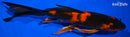 8.5" KIN HI UTSURI BUTTERFLY