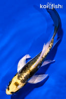 5" KIN KIKOKURYU BUTTERFLY