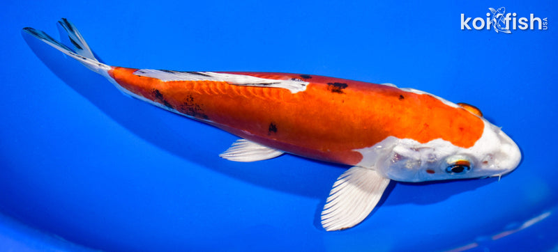 8.5" HEISEI NISHIKI