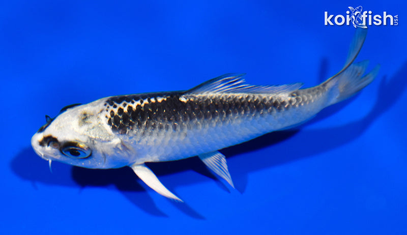 3.75" GIN MATSUBA