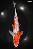 9" DOITSU GOROMO