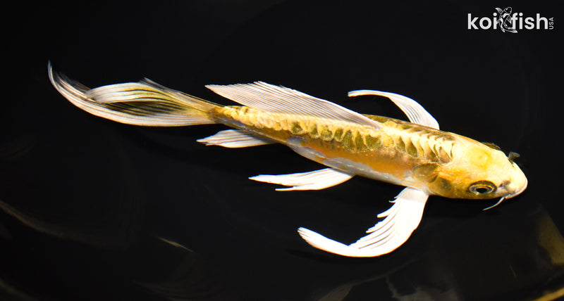 8.5" KIN KIKOKURYU BUTTERFLY