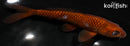 7" CHAGOI