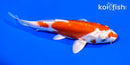 6" KIKUSUI
