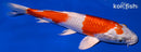 8.5" HARIWAKE