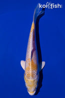 5.75" LEMON HARIWAKE