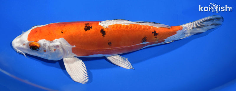 8.5" HEISEI NISHIKI
