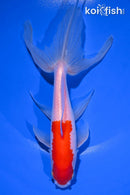7" WATONAI GOLDFISH