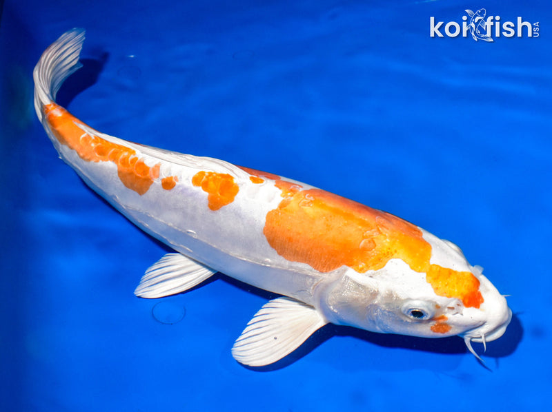 14.25" KIKUSUI