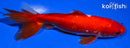 6.5" WAKIN GOLDFISH