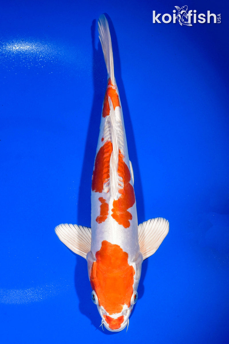 11.75" KIKUSUI