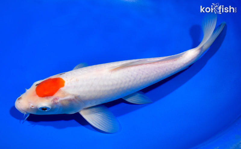 11" TANCHO KOHAKU