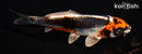5.75" BENI KIKOKURYU