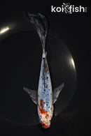 7.75" SHUBUNKIN GOLDFISH