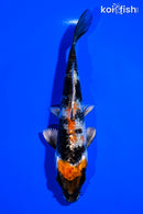 5.5" KIN SHOWA