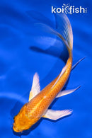 5.25" ORENJI OGON BUTTERFLY