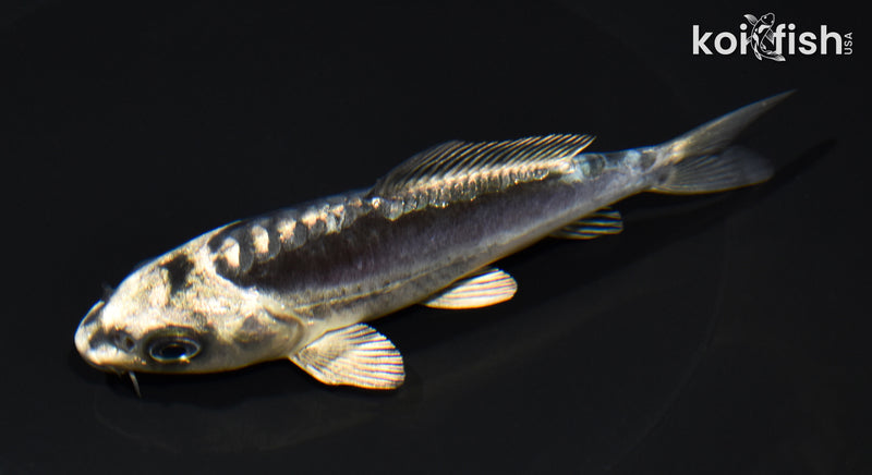 5.25" KIKOKURYU