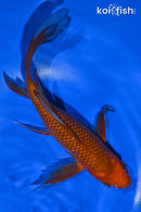 9.75" CHAGOI BUTTERFLY