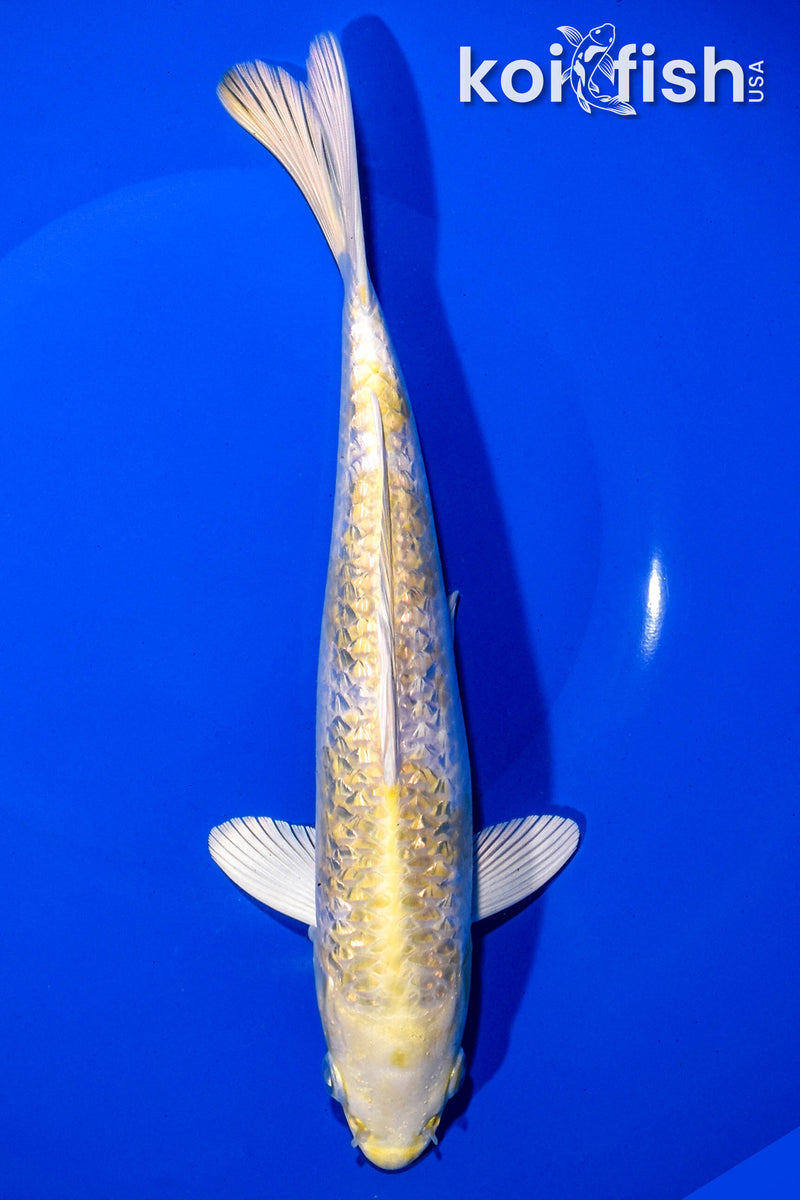 9" GINRIN HARIWAKE