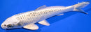 7.75" GIN MATSUBA