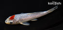 5.5" TANCHO GOSHIKI
